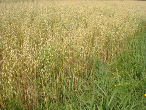 Oat straw gathered for bee skeps.