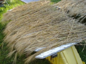 Barley straw drying in the sun.