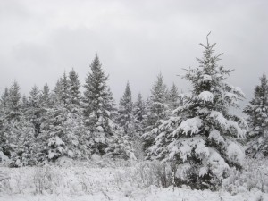 snow on spruce trees