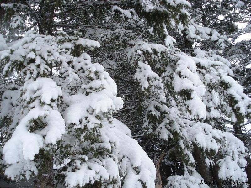 snowfall on the spruce trees