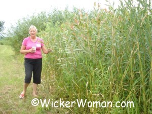 Lakeshore Willow beds