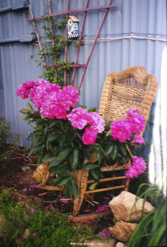 Dilapidated Victorian wicker rocker used as a plant support for large, dark pink peonies in the center of the seat.