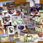 Antler Basket Pattern Collage by Cathryn Peters