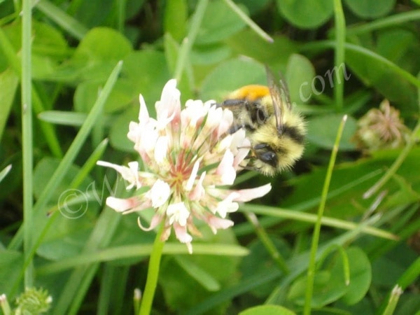 bee gathering pollen on clover