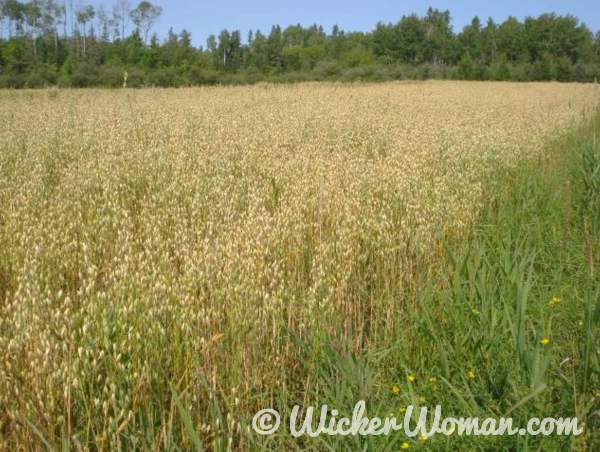 Bee skep barley straw growing in field.
