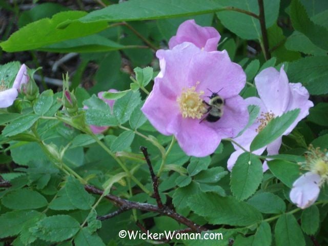 bee wild rose