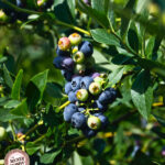 Cold Overnight Temperatures! blueberry-bush-600×700-1