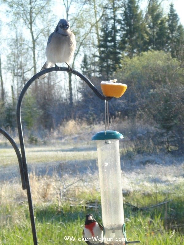 grosbeak bluejay feeders