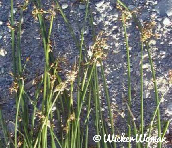 bulrush seed head florets