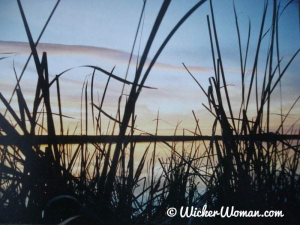 cattails in the lake at sunrise