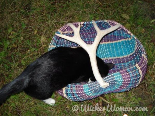 Don Gato, the chair caning shop cat, getting into an antler basket.