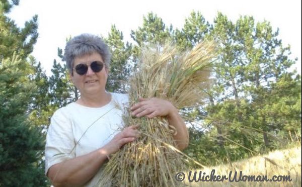 Cathryn gathering straw from a field for weaving bee skeps.
