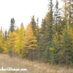 Tamarack at the edge of a field in northern Minnesota.