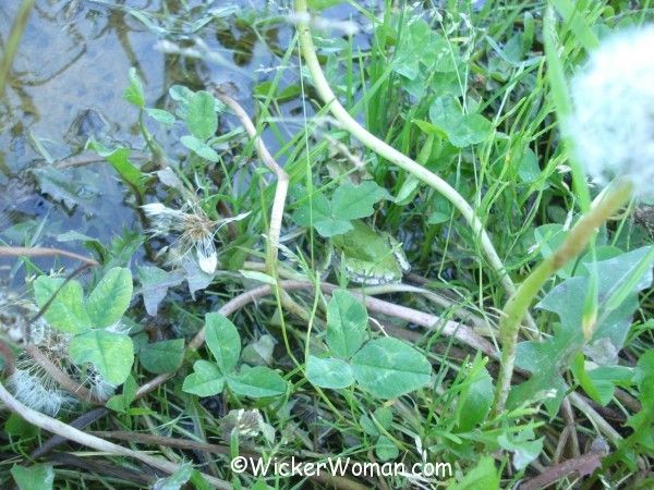 green frog by the pond