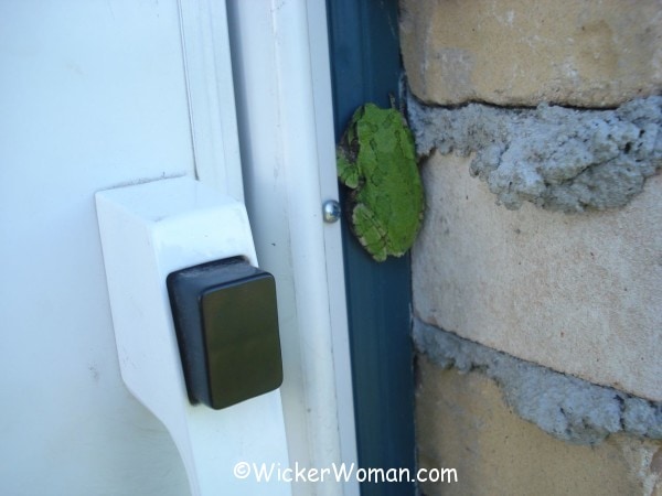 green frog by the door