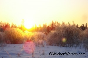 Sunrise frost in the willows