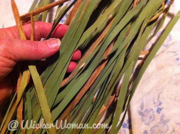 Hand holding harvested narrow-leaf cattails.