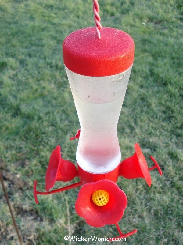 hummingbird feeder frost