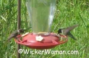 hummingbirds at feeder