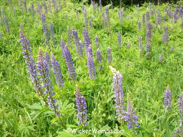 Purple lupine flowers in road ditch