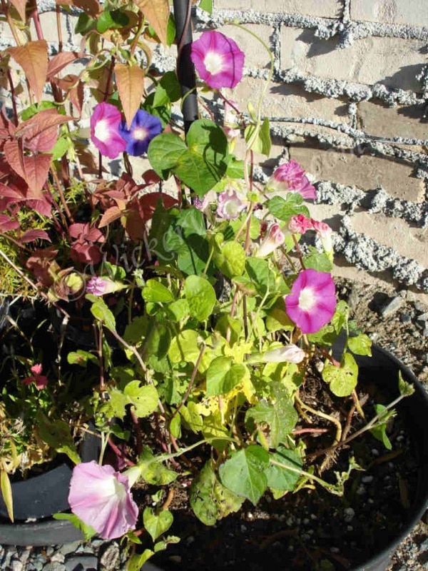 morning glory flowers