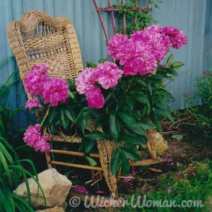 Damaged and unrepairable Victorian wicker rocker, now used in garden as a plant stand for pink peonies.