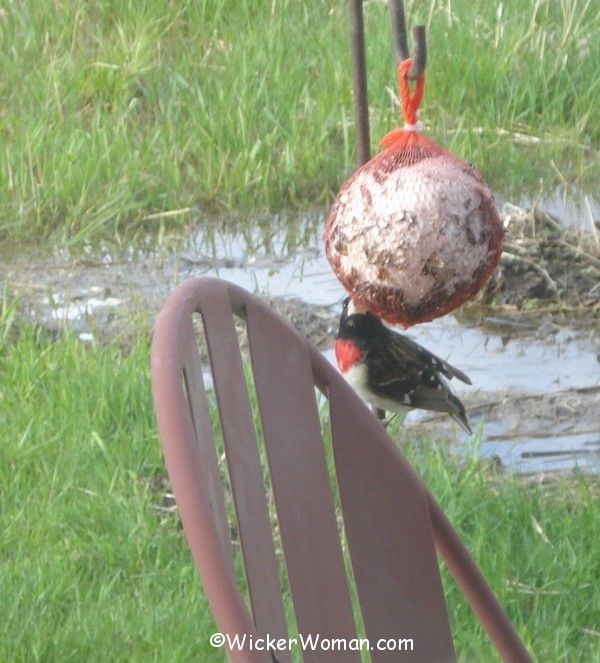 grosbeak suet feeder