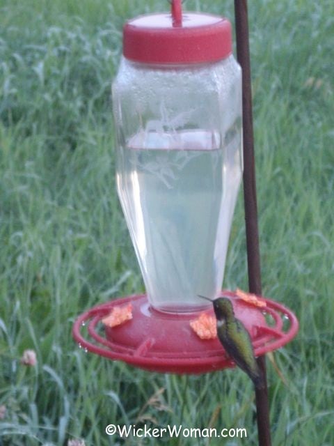 Ruby throated hummingbird sitting at the feeder.