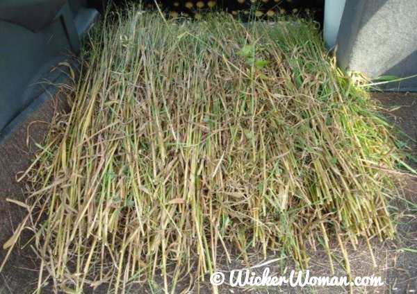 Rye straw gathered and put in back of car to take home for making bee skeps. 