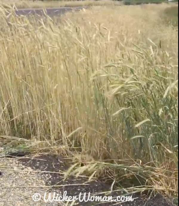 Rye straw growing in the road ditch to stop erosion. 