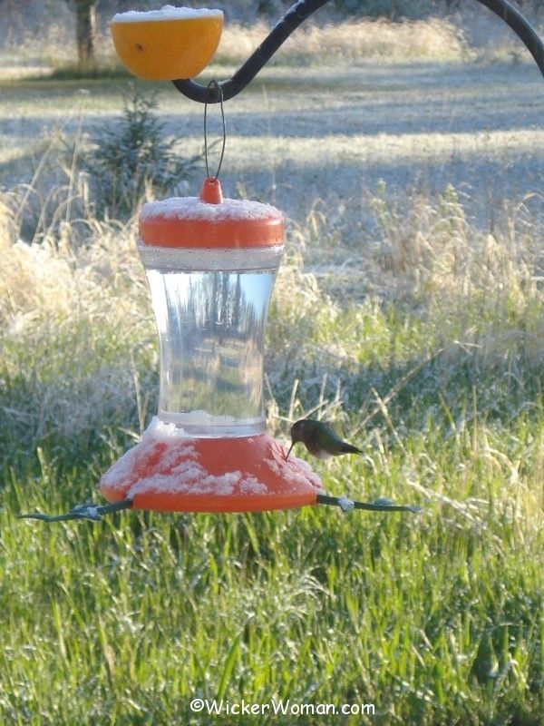 oriole feeder hummingbird snow