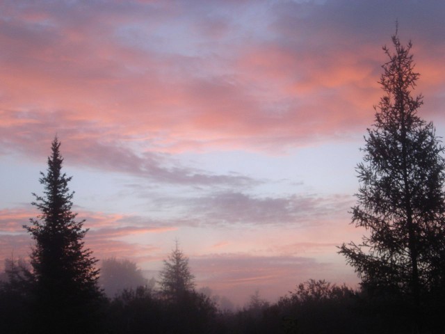Pink clouds flanked by two pine trees fill the summer skies at sunrise in the country Angora, Minnesota.