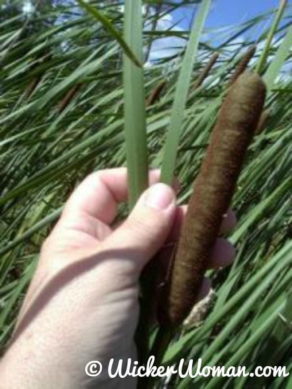 Typha angustifolia (narrow leaf cattail)