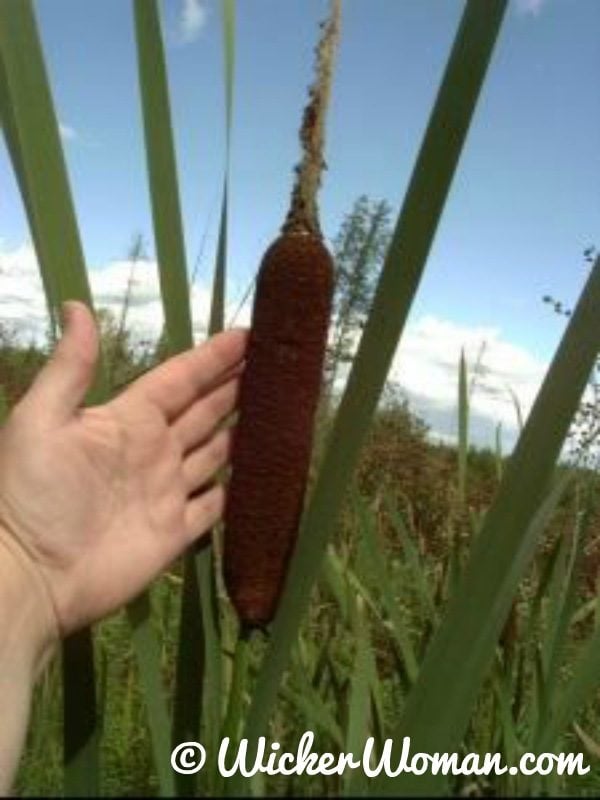 broad leaf Typhus latifolia L. cattail