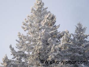 winter-frost-trees