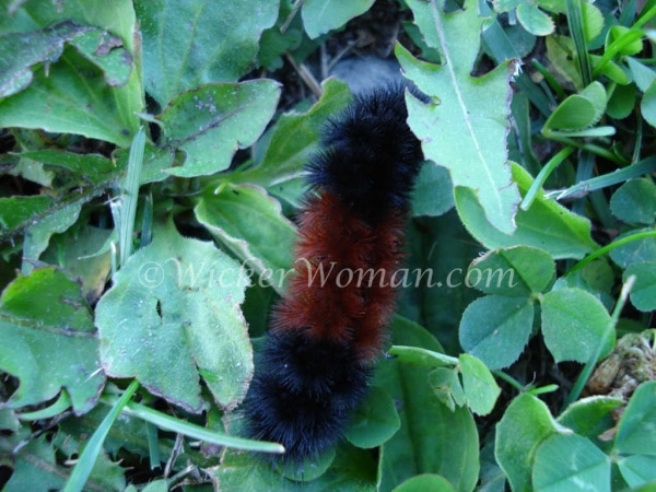 fall woolly bear caterpillar