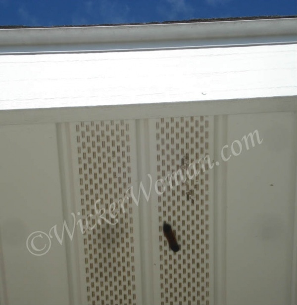 woolly bear catepillar on house soffit